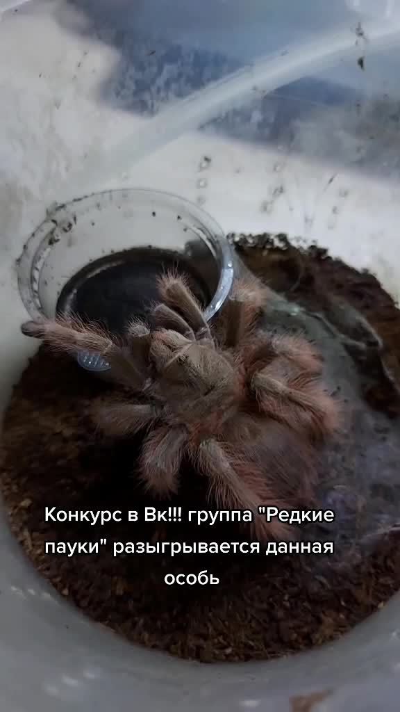 @angry_spider