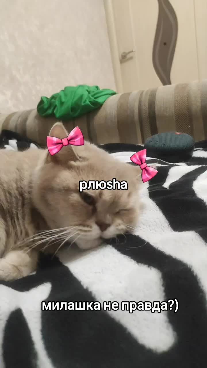 @pлюsha