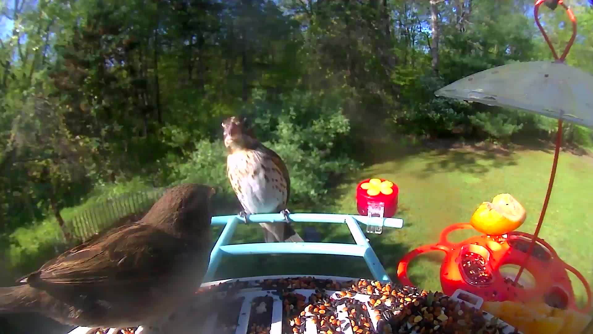 @Bird feeder Cam