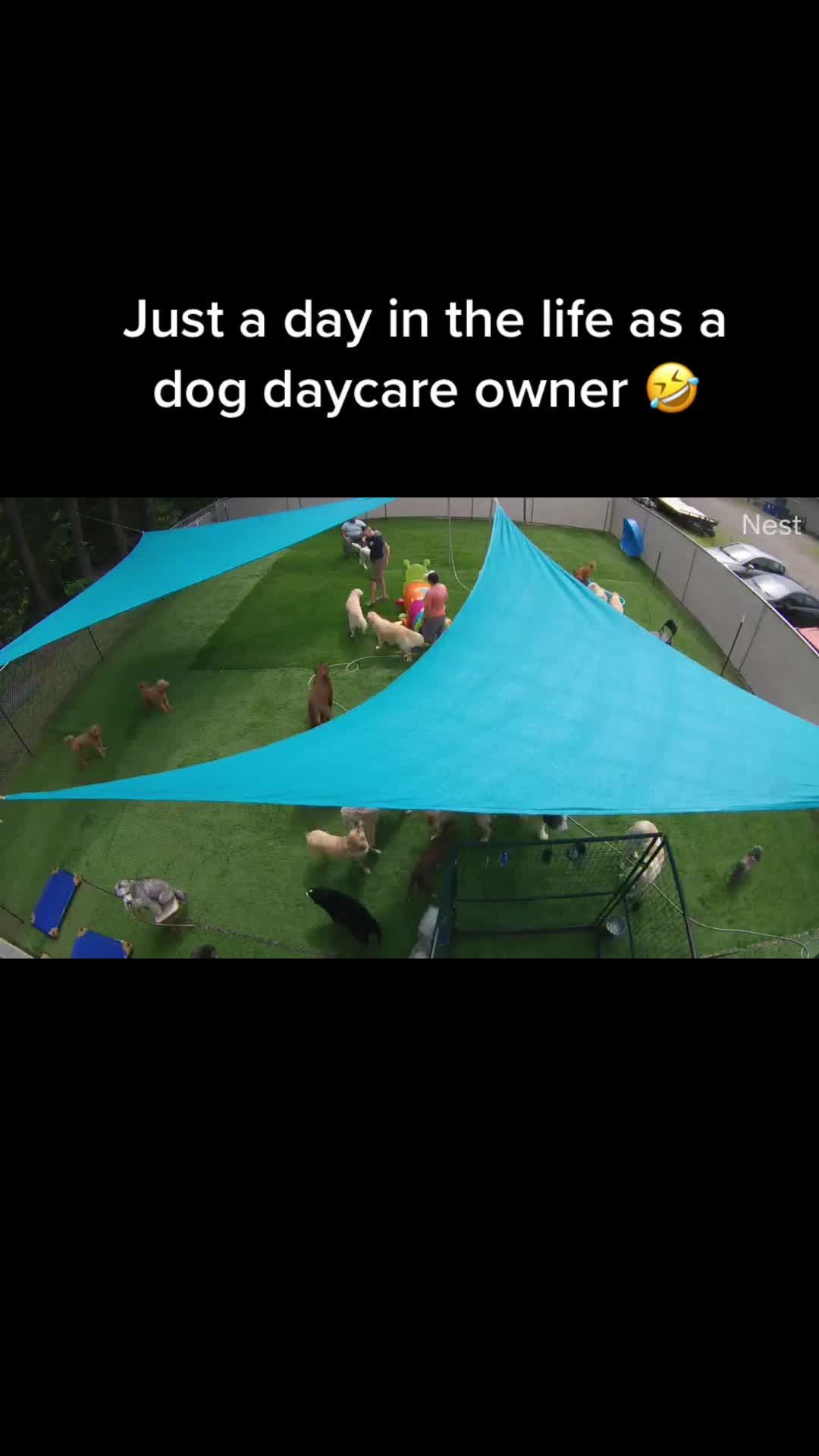 @Hound Housing Doggie Daycare