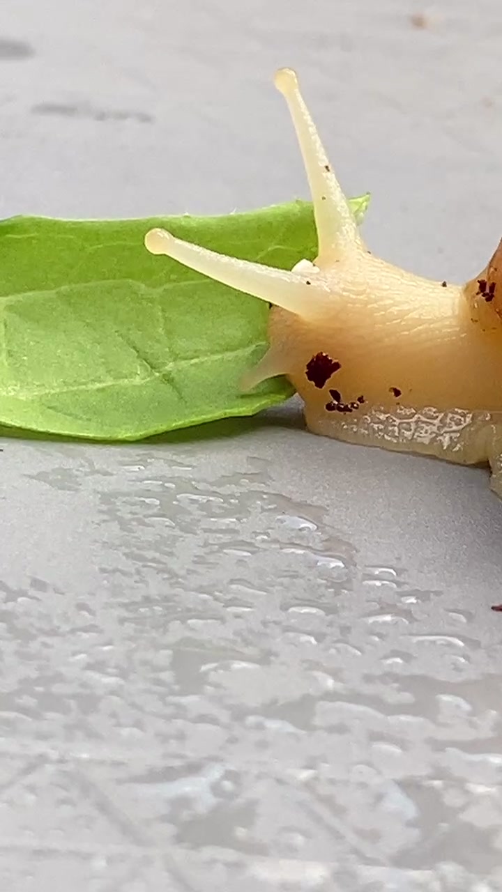 @Улитки ахатины🐌