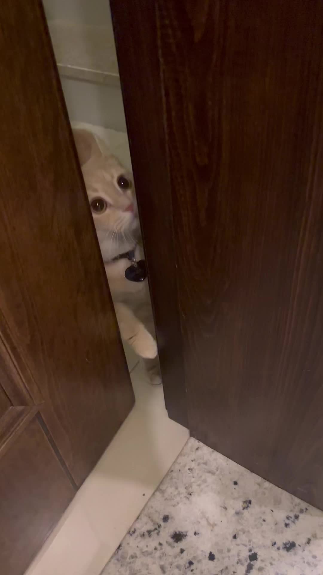 @Gandalf the Cat