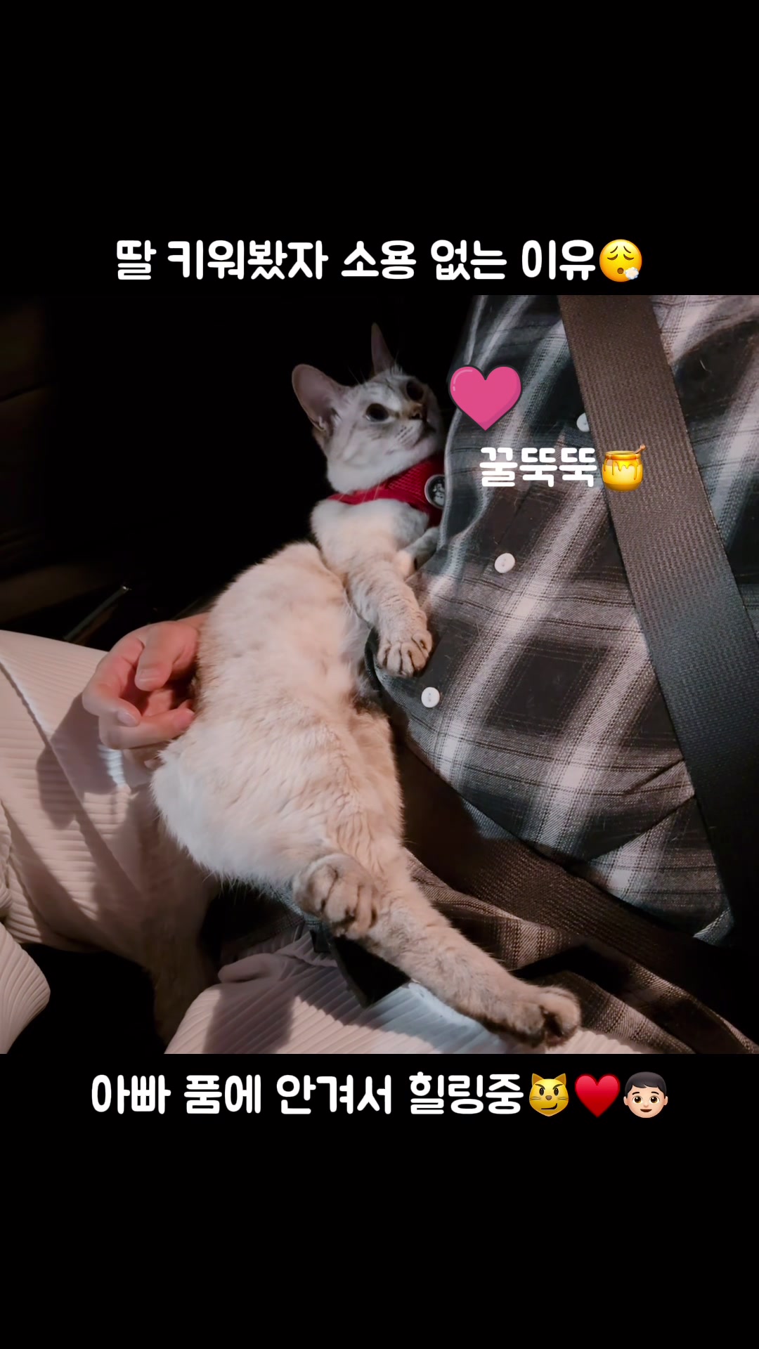 @투머치냥즈
