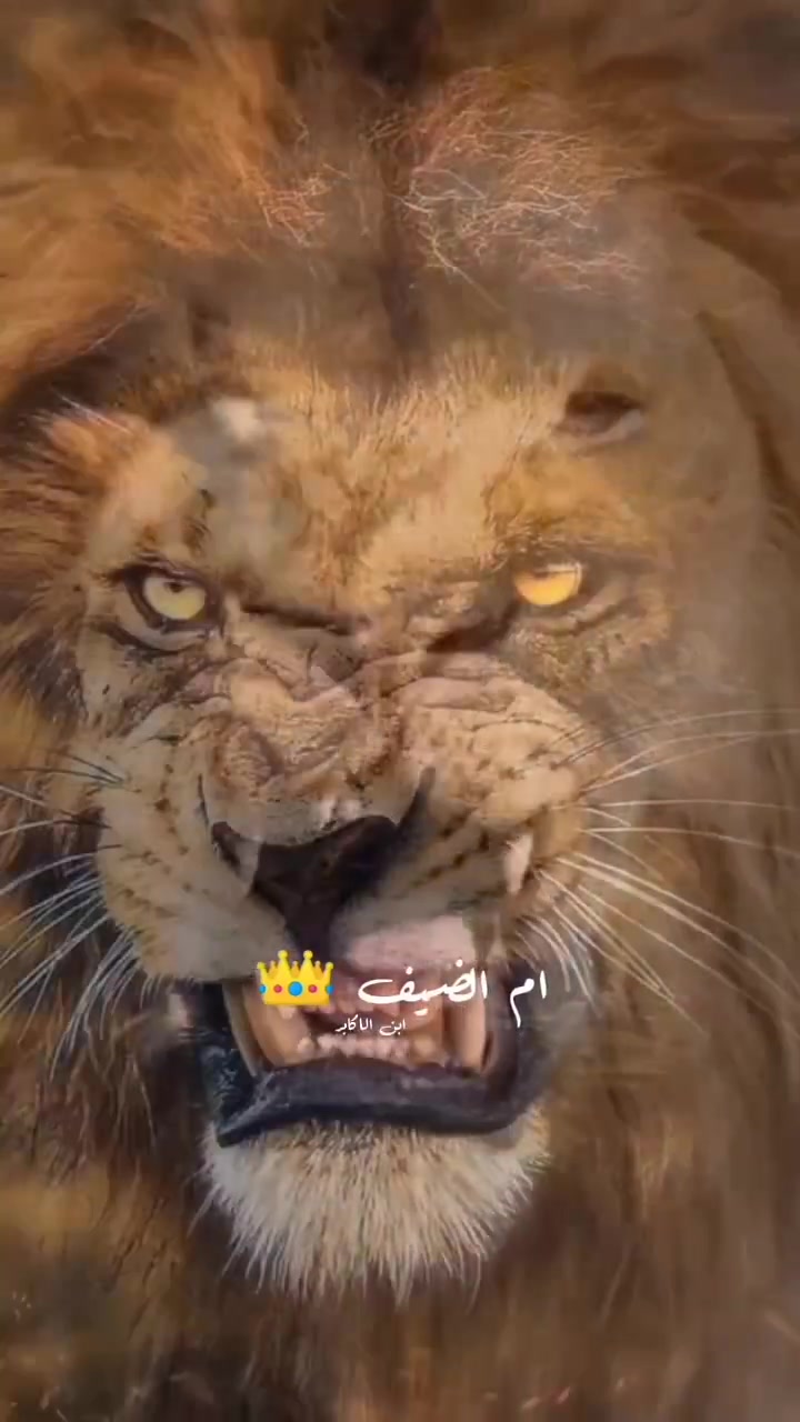 @♔〘 ابن الاكابر 〙♔