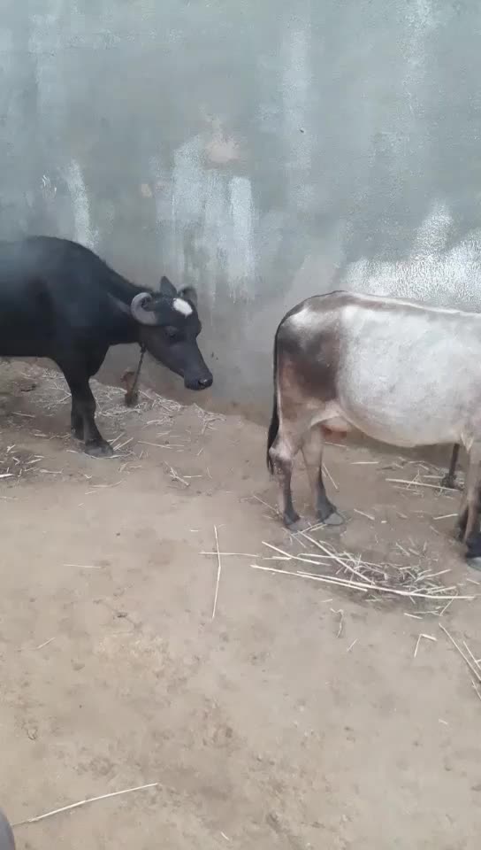 @પ્રભુભાઈ ભાડકા