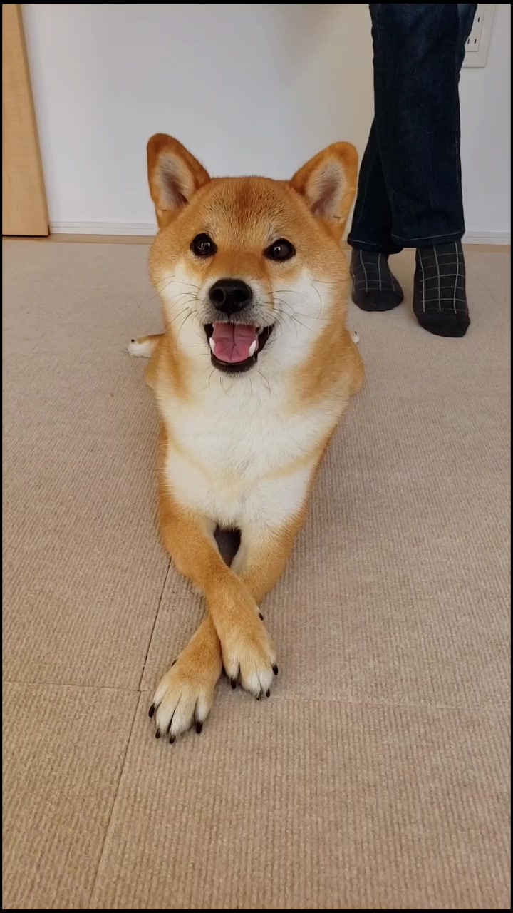 @柴犬コマリ