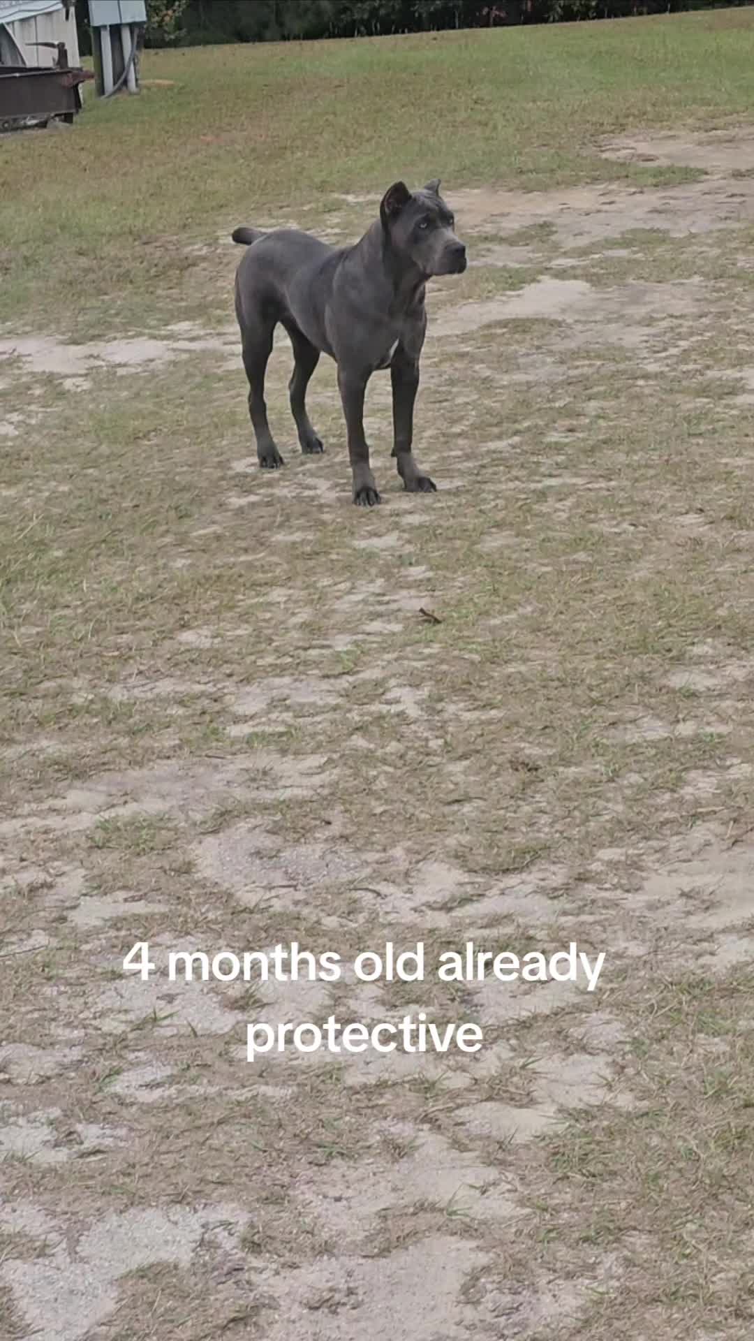 @Brandon and Blue Kennels LLC