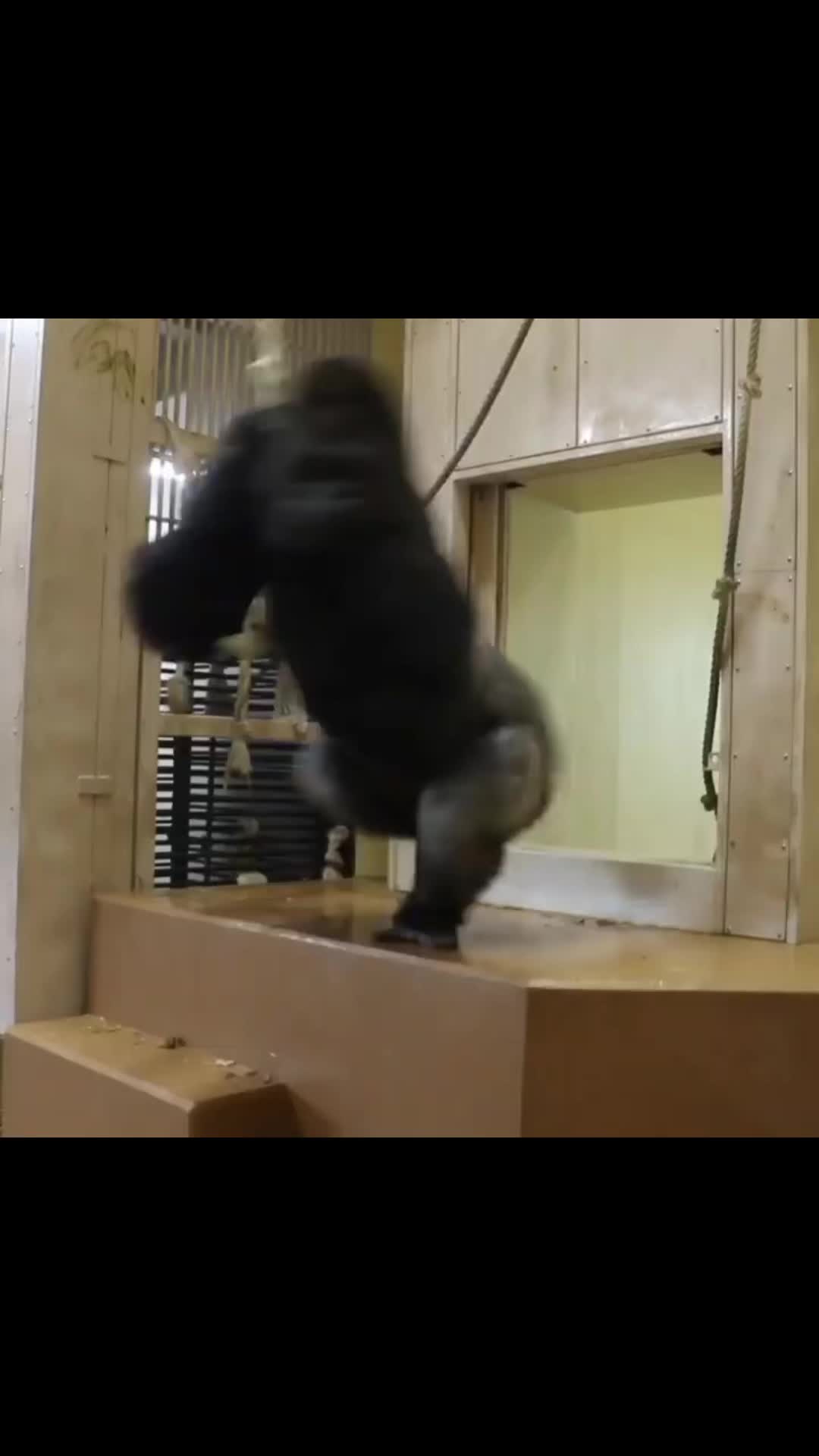 @Awesome gorillas