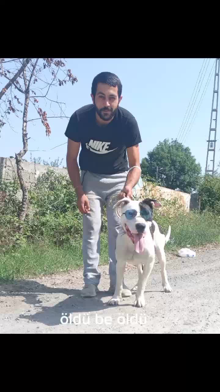 @tayfungul