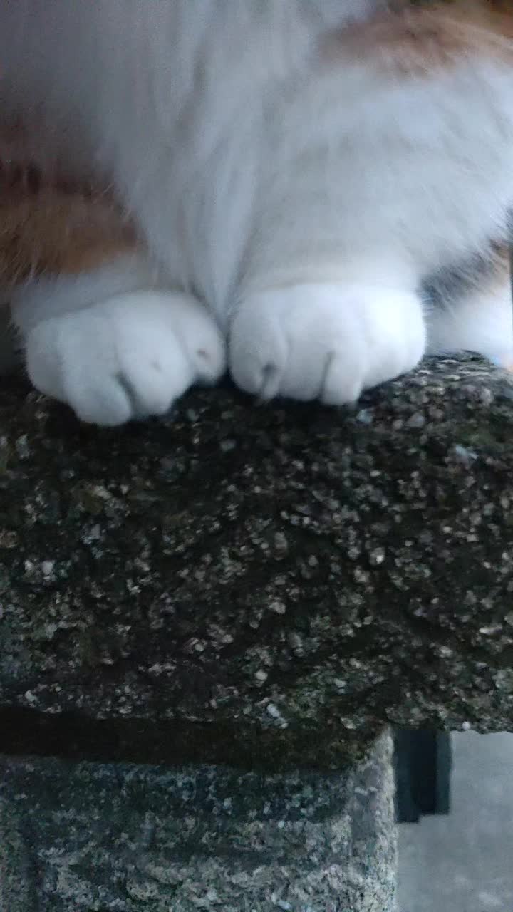 @ネコゴリ🌸😸🌏💫