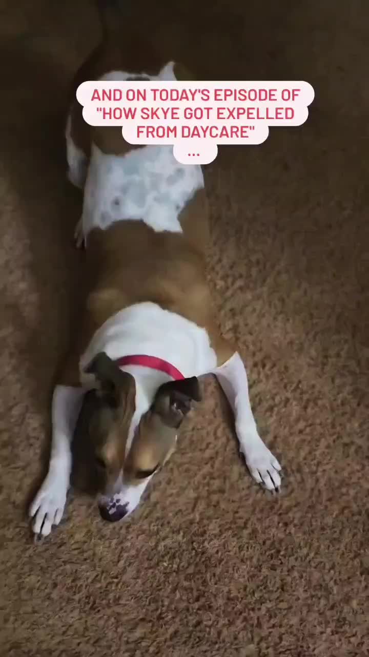 @diamondsdoggydaycare