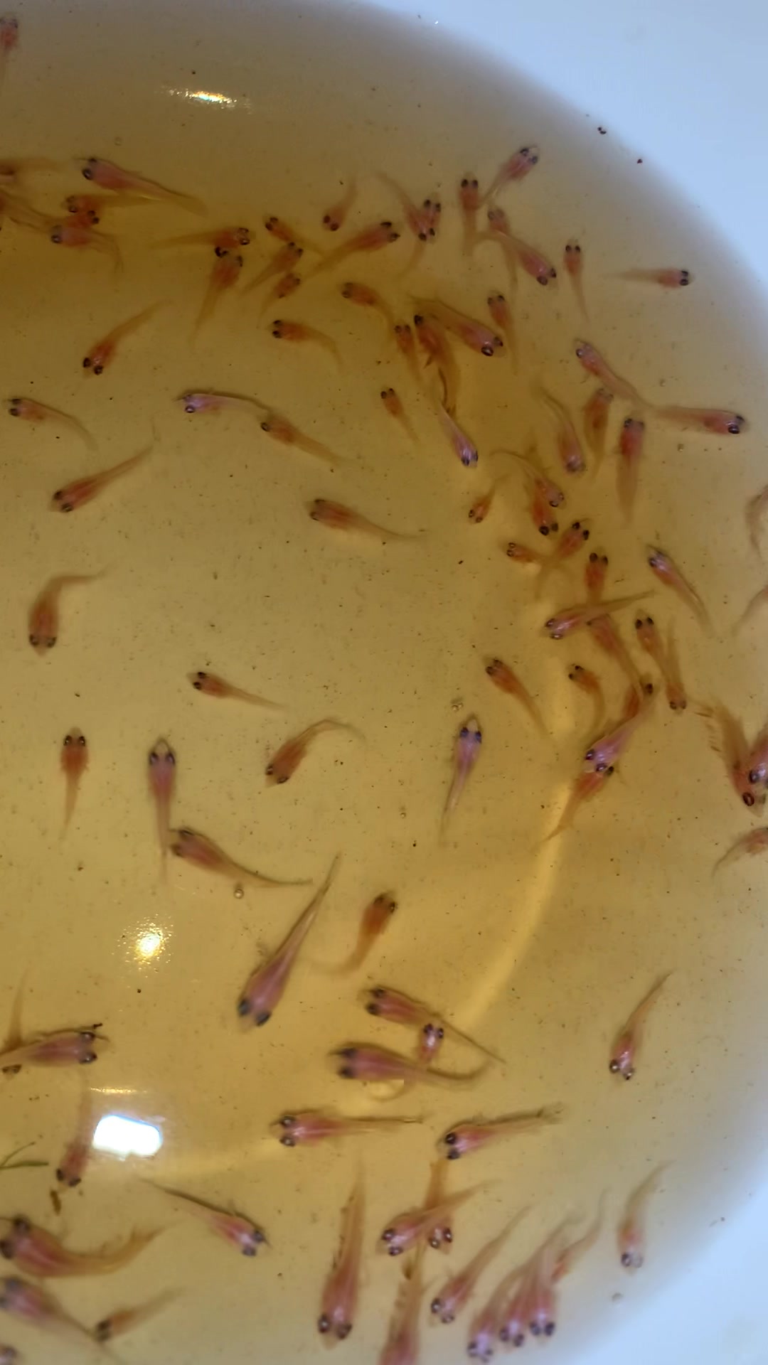 @HCw Betta