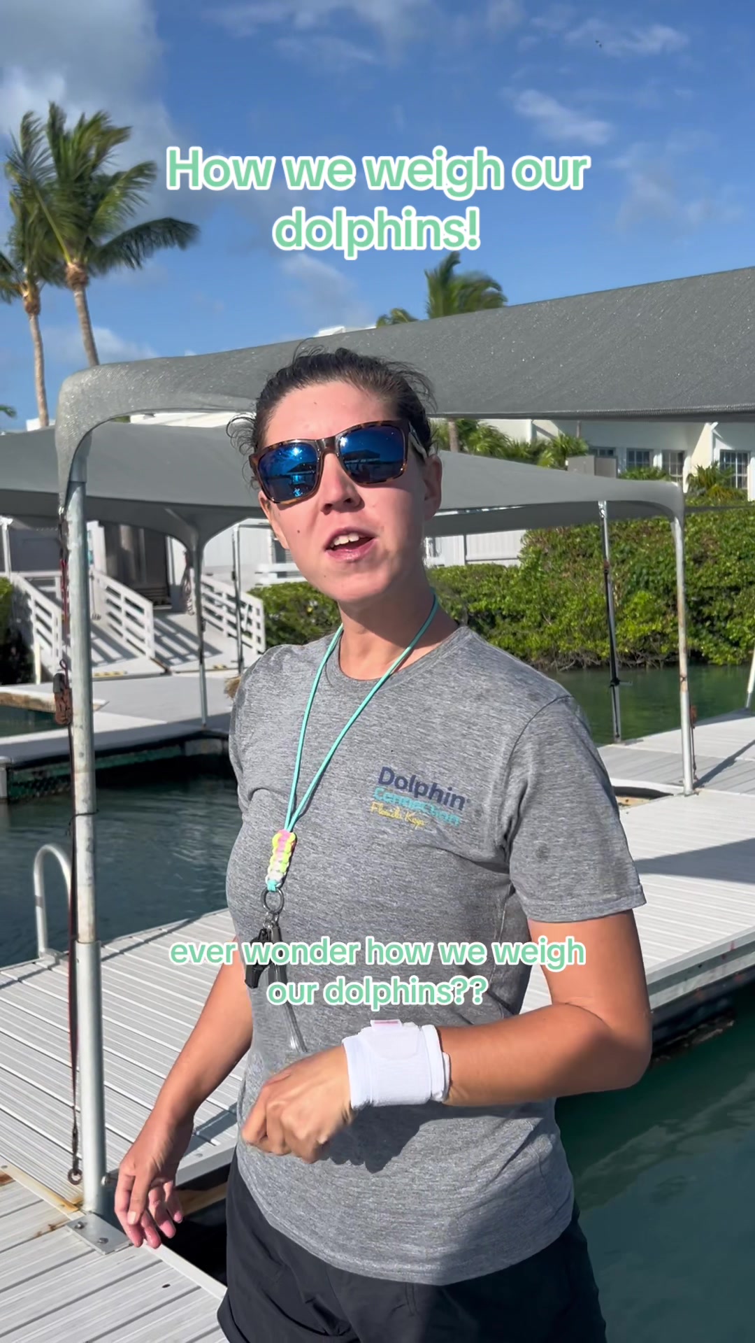 @dolphinconnection