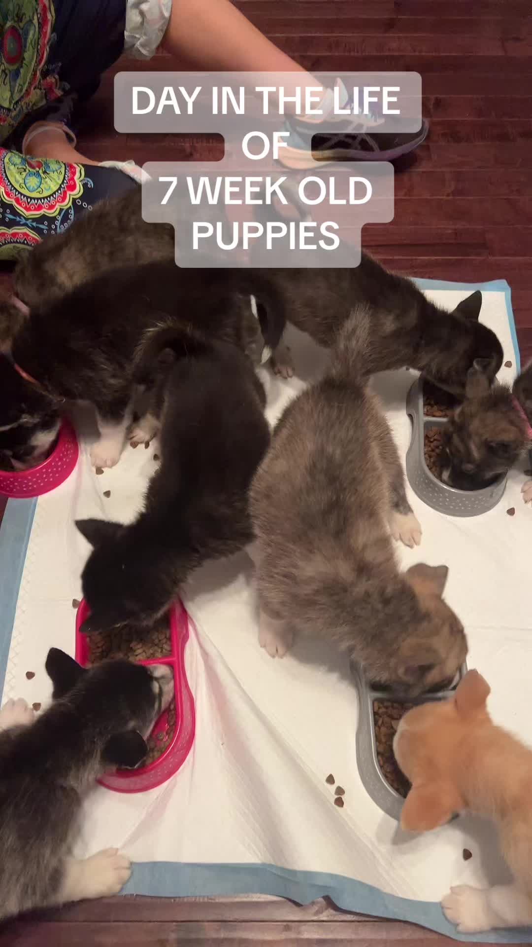 @pups & parrots