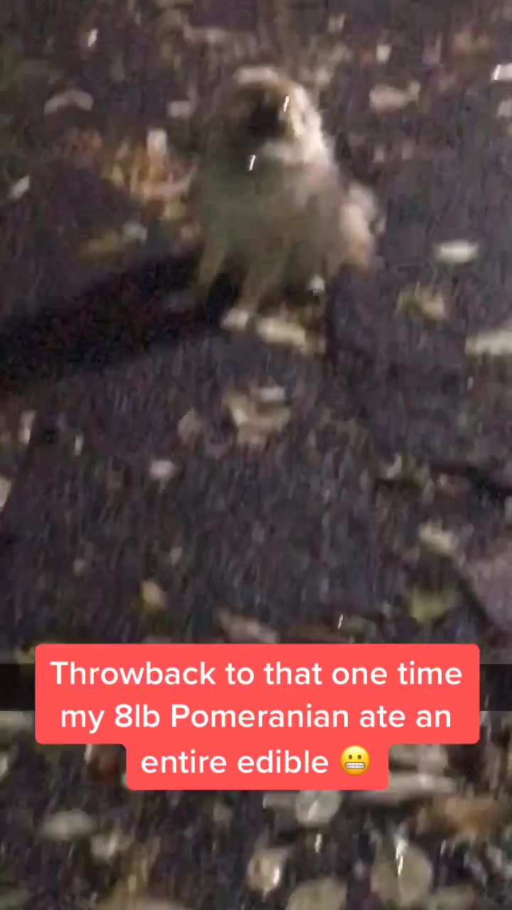 @dejjlcia