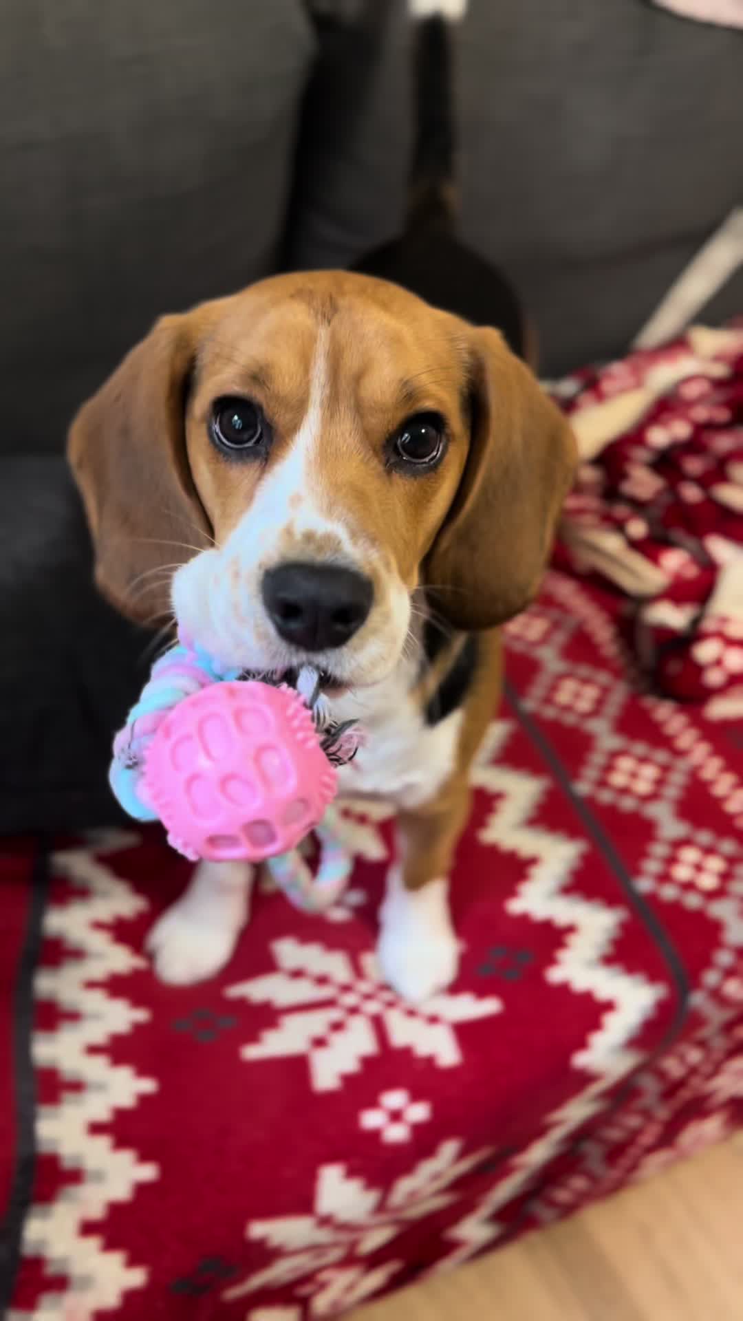 @biggieelbeagle
