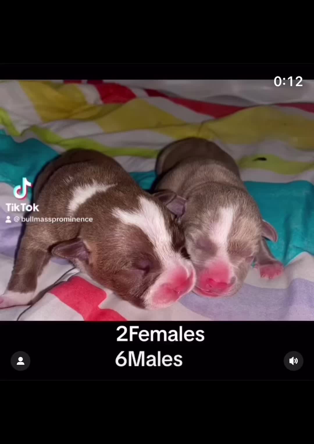 @BullMassProminence