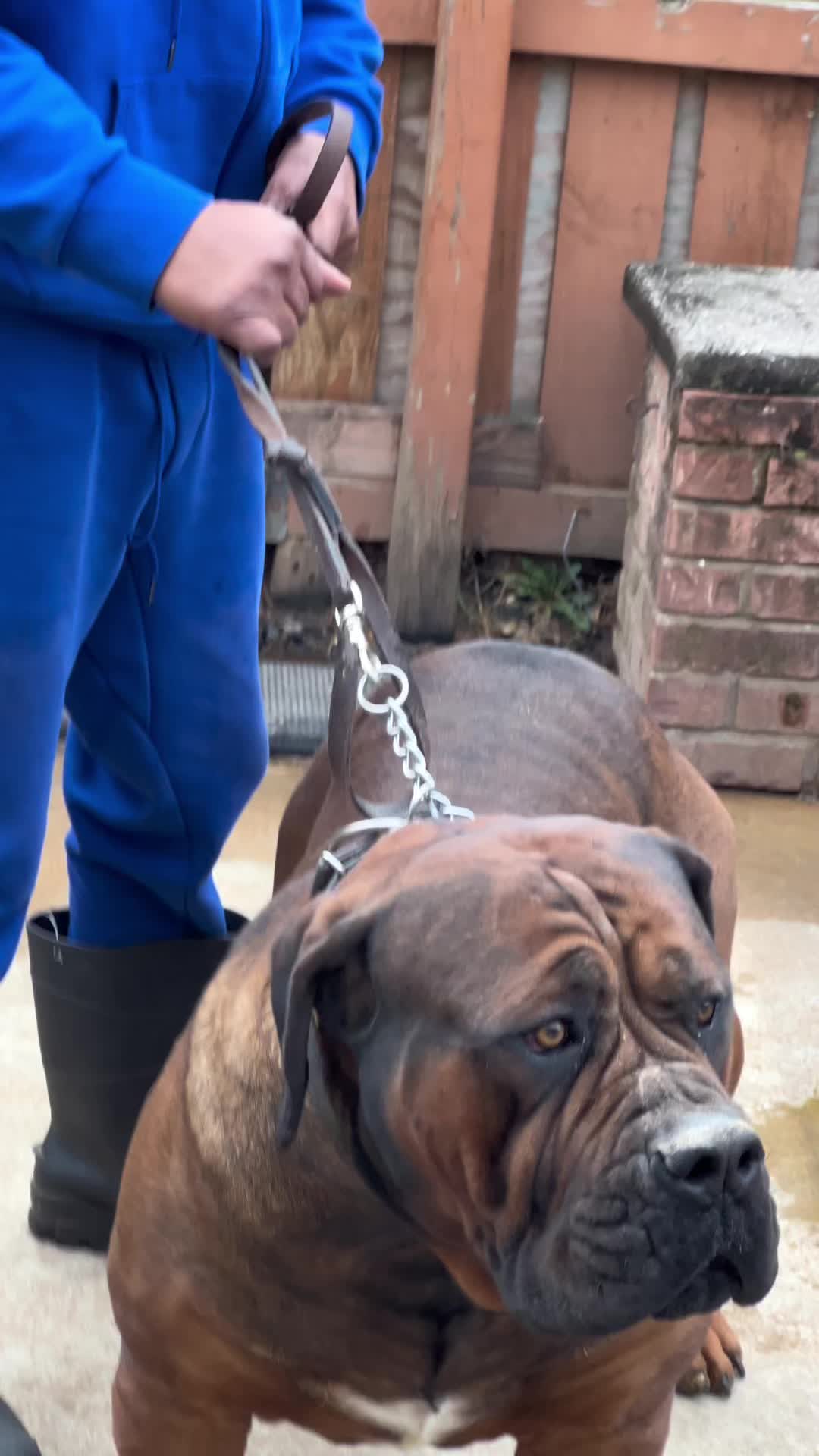 @D&K Boerboels