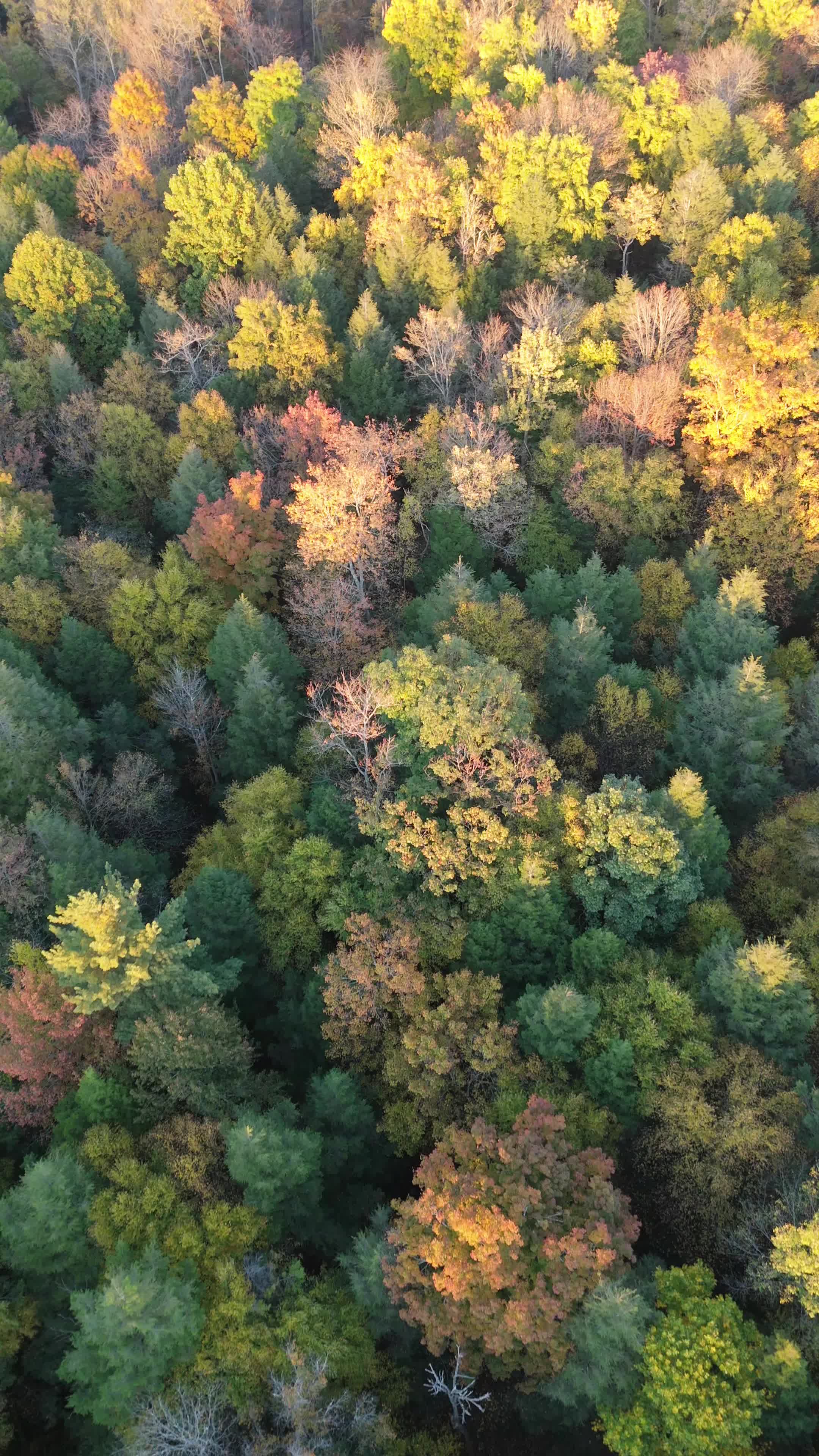 @Drone Cam