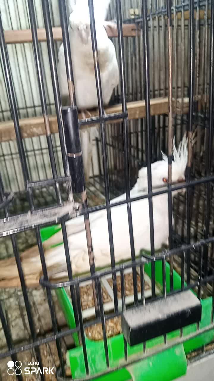 @,%Blue%Bird %