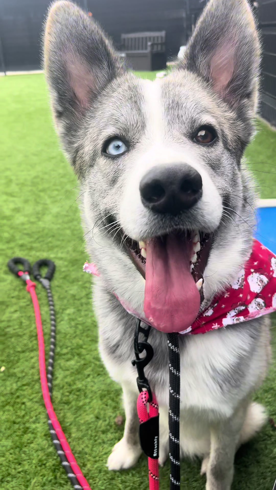 @OC Animal Shelter
