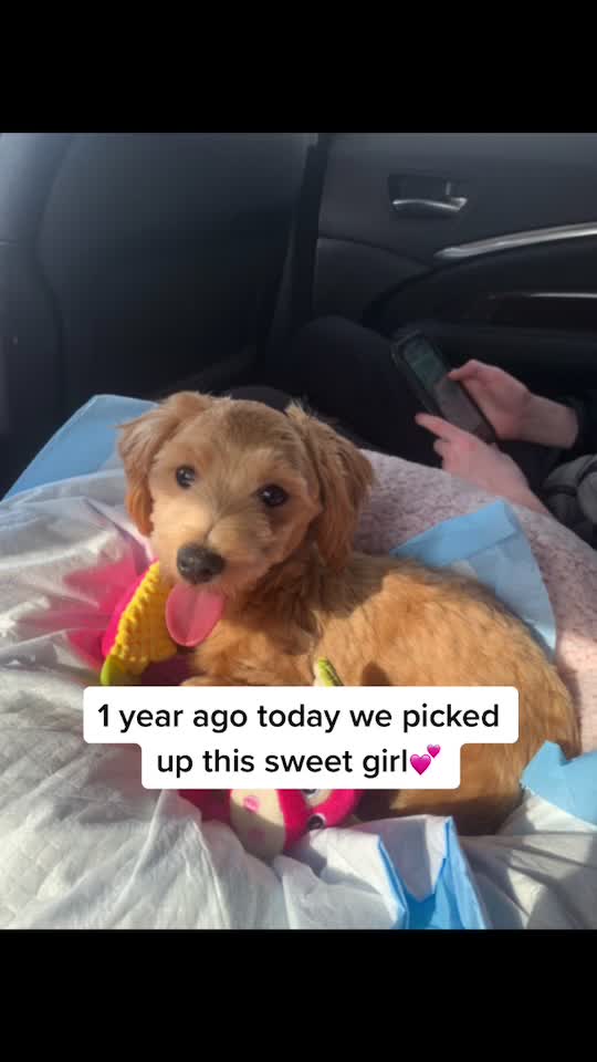 @⚡️Cutest puppy on planet earth