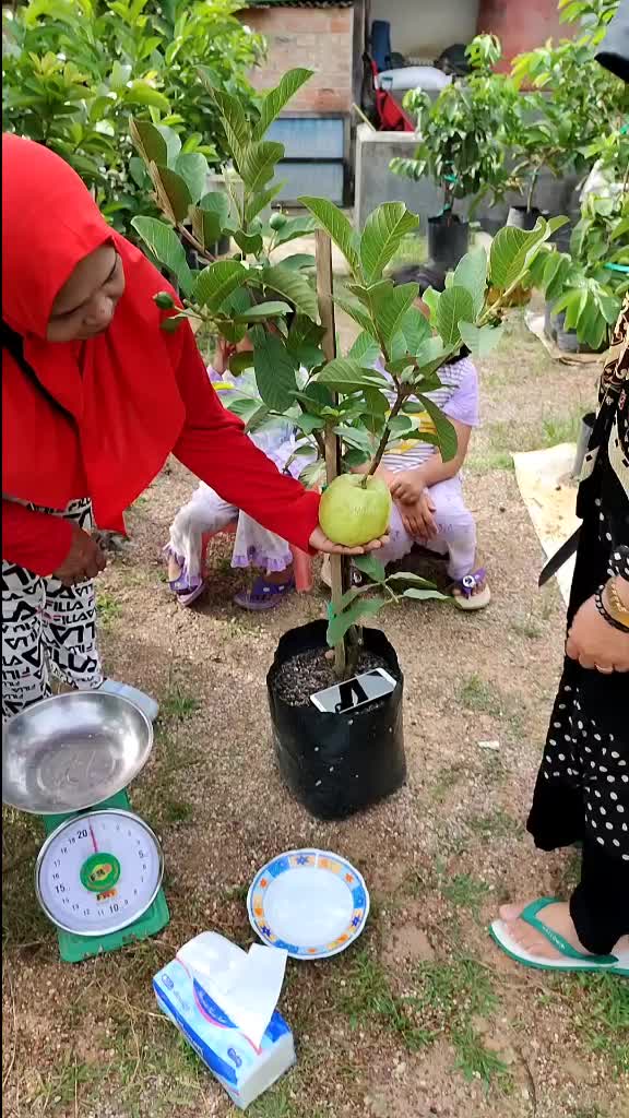@Bibit khusus samarinda
