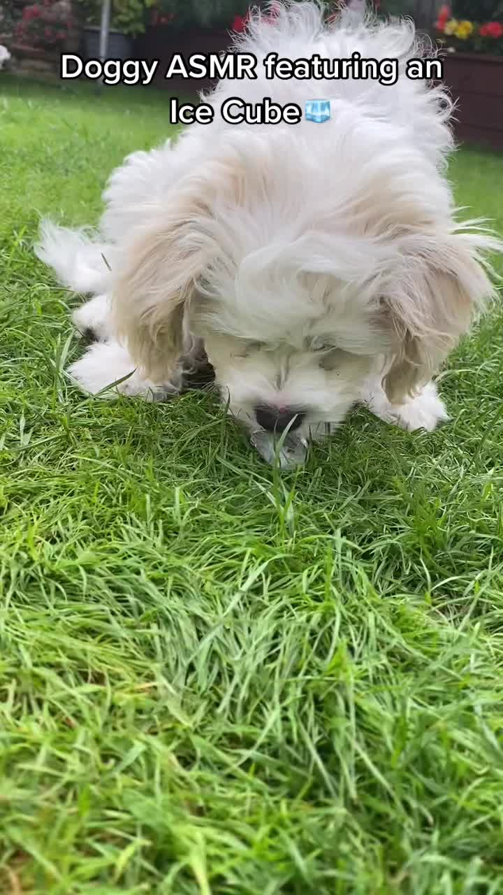 @🐕Fʟᴏssʏ🐕