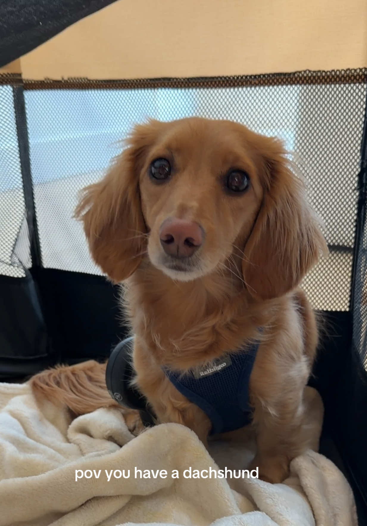 @cashewdachshund