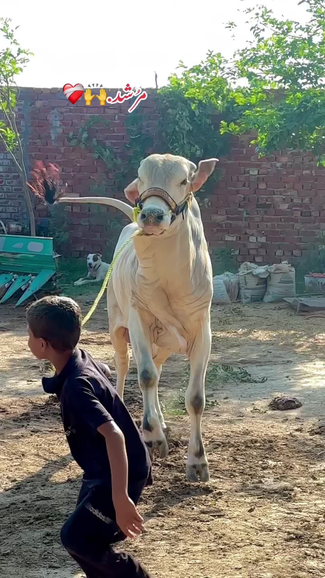 @Subhan cattle farm.🐂