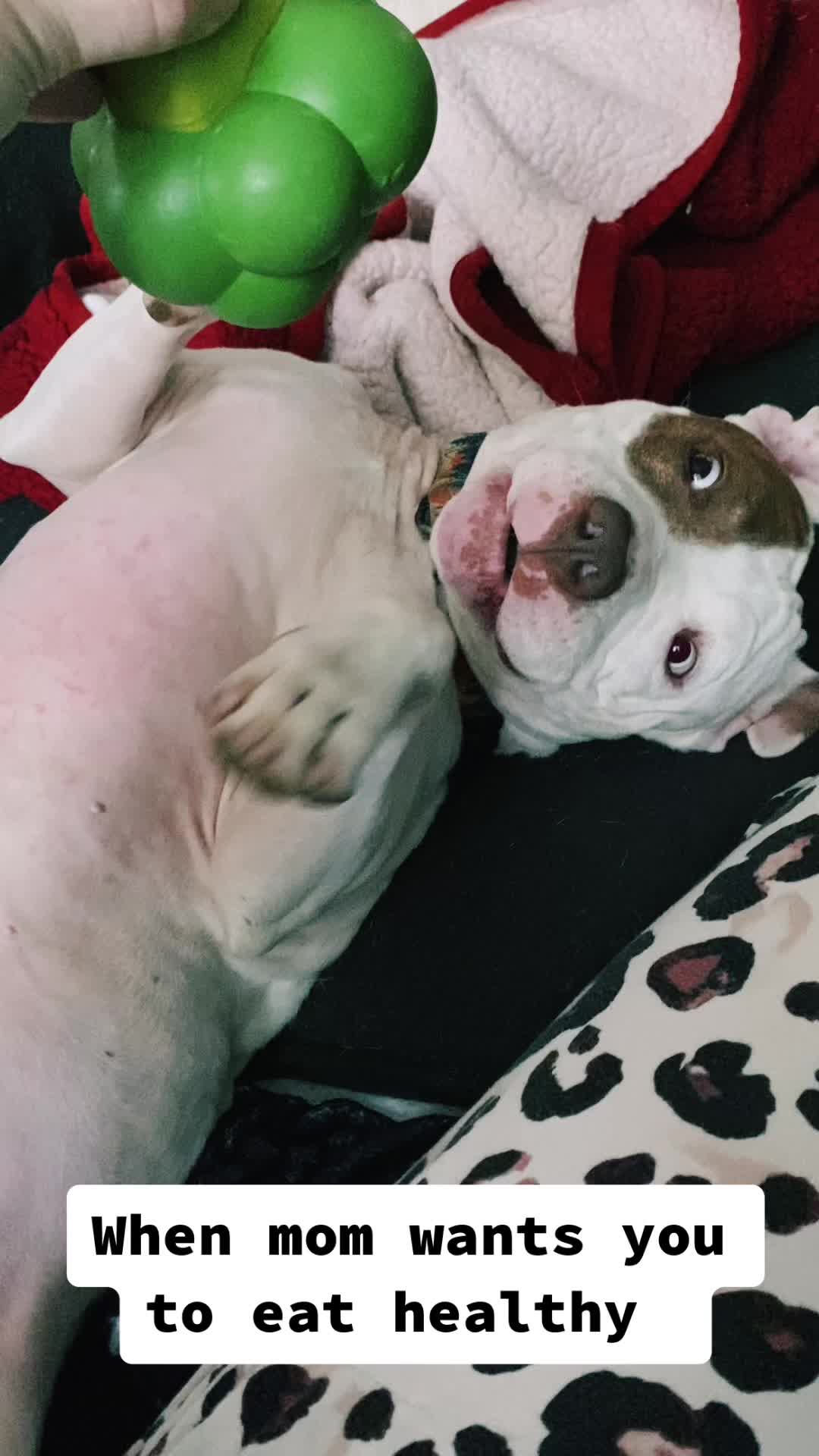 @Chewy the pitbull