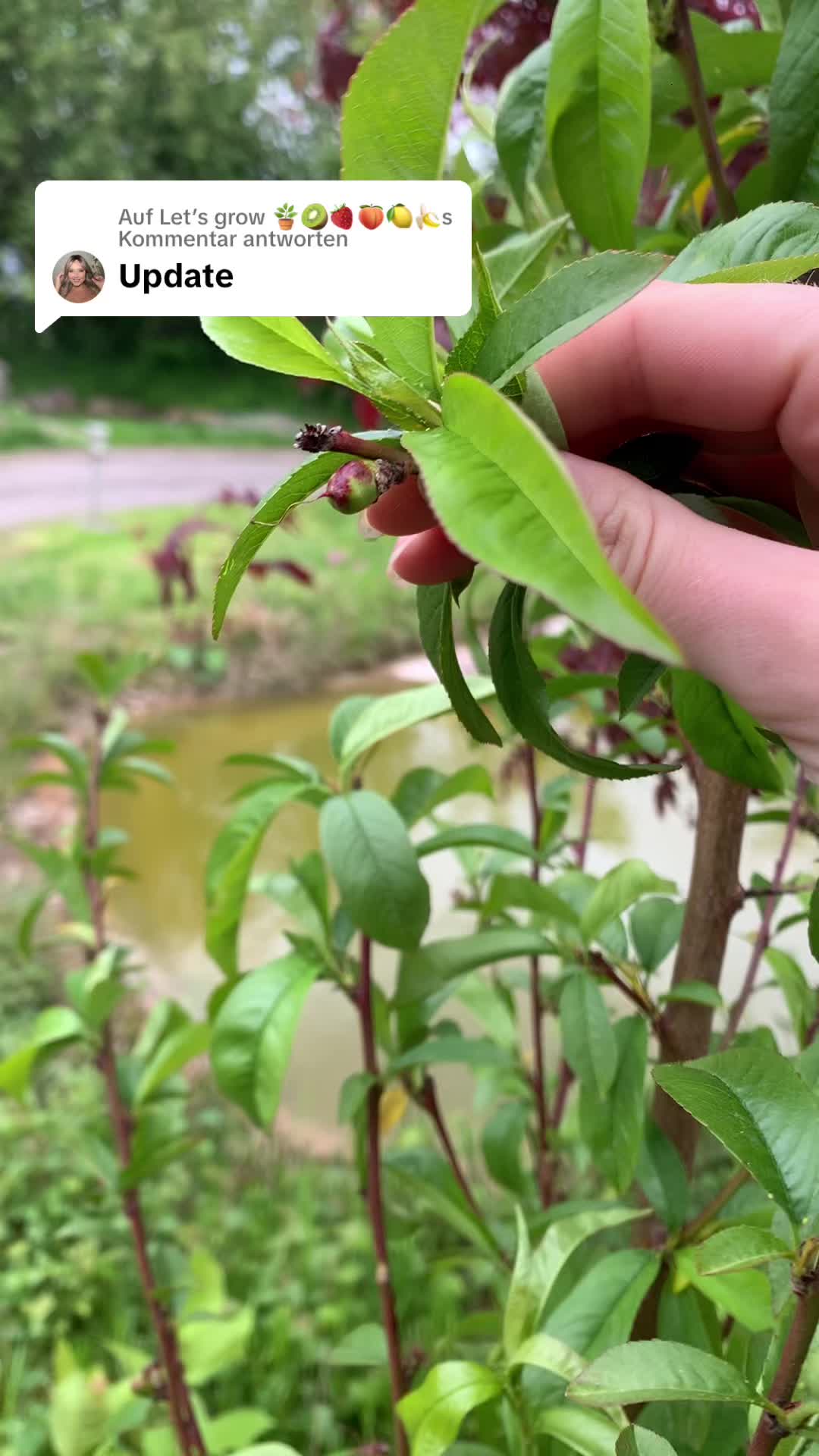 @Let’s grow 🪴🥝🍓🍑🍋🍌