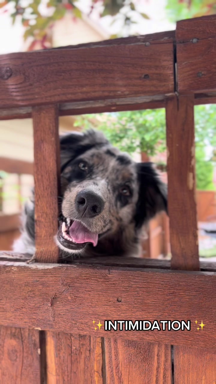 @denali_theaussiepup