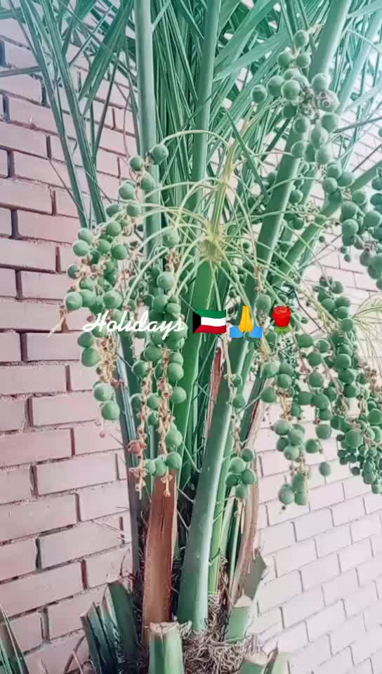@T.s. Kuwait