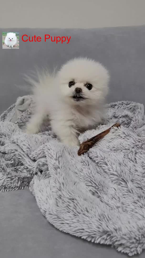 @Cute_Puppy_01