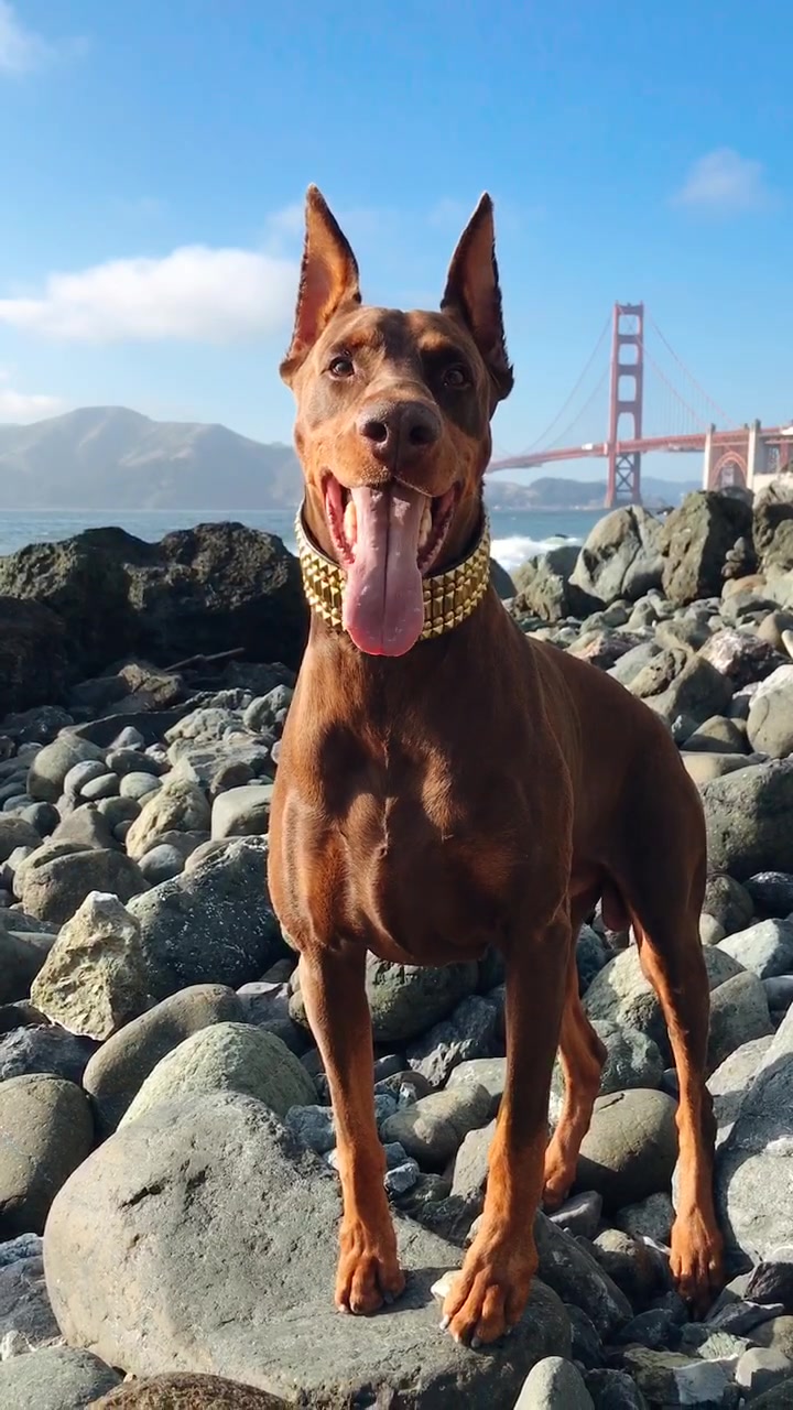 @Cairo the Doberman