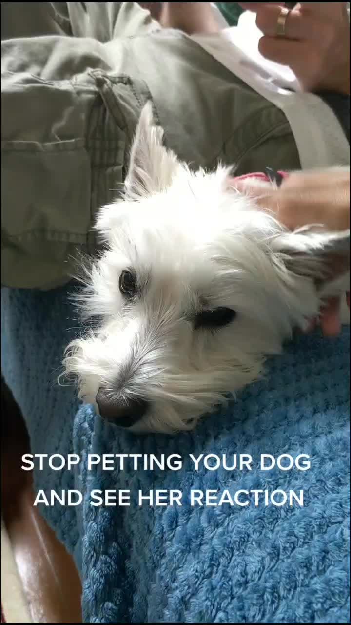 @Teddy the Mutt