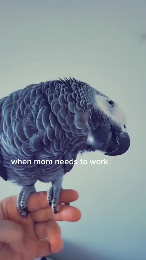 @Ben the bird