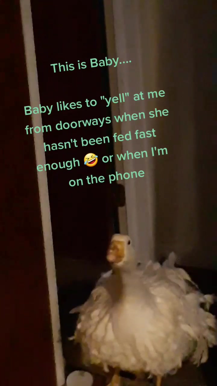 @Karnes Ranch of Indiana🦆