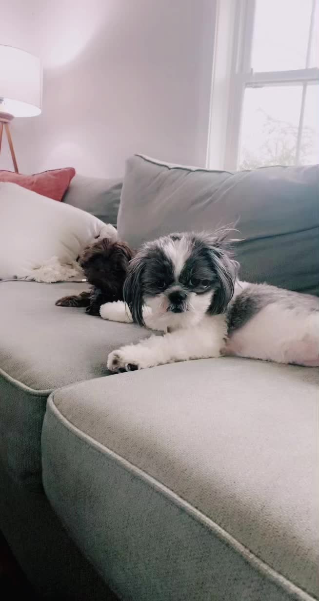 @Shih Tzu family adventures