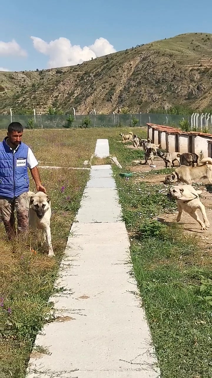 @Serkan demirci