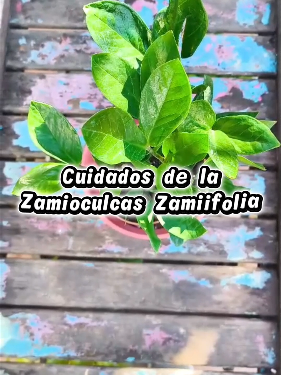 @𝑴𝒊 P𝒂𝒕𝒊𝒐𝒉𝒖𝒆𝒓𝒕𝒐