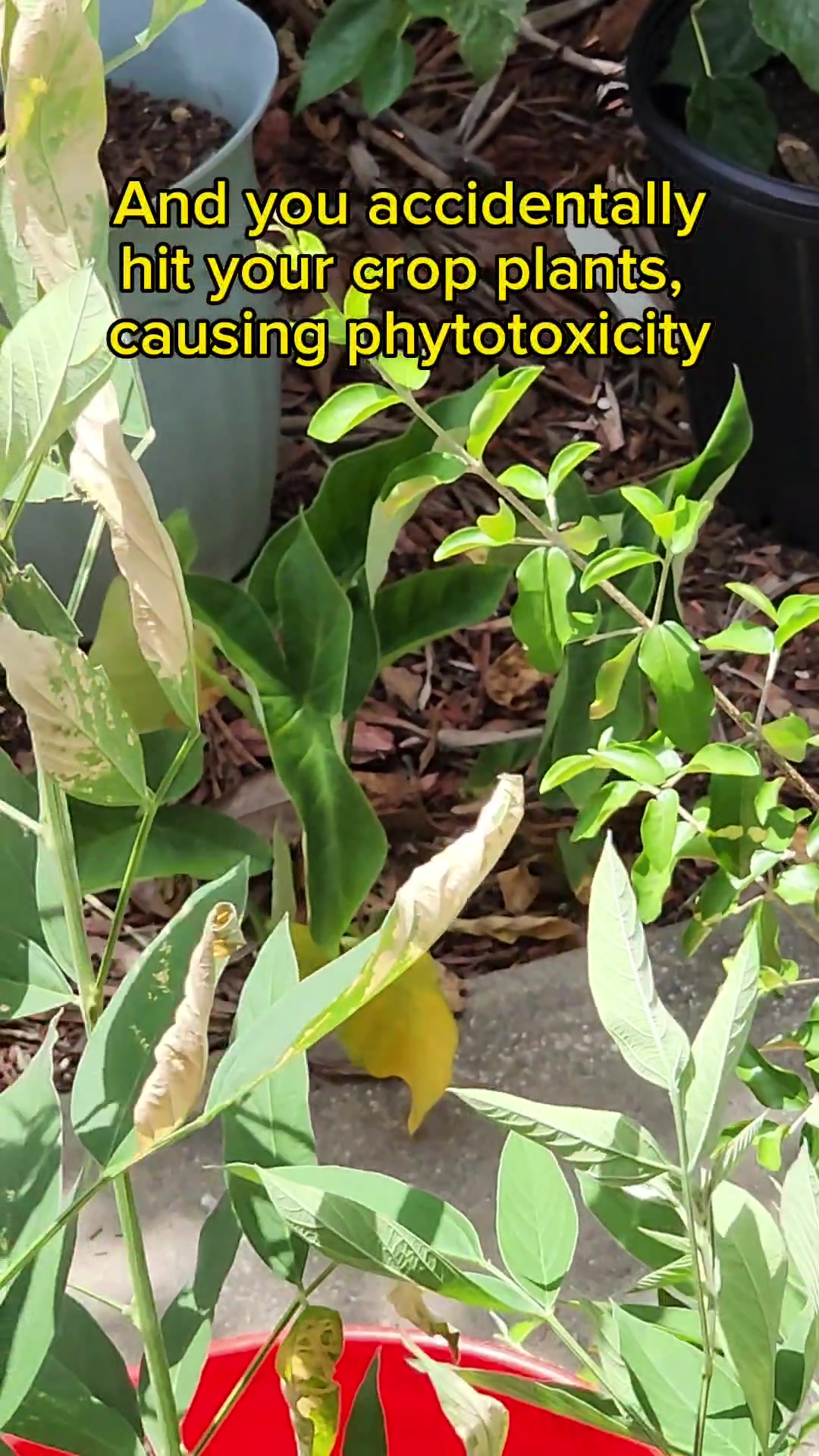 @Rescue My Plant