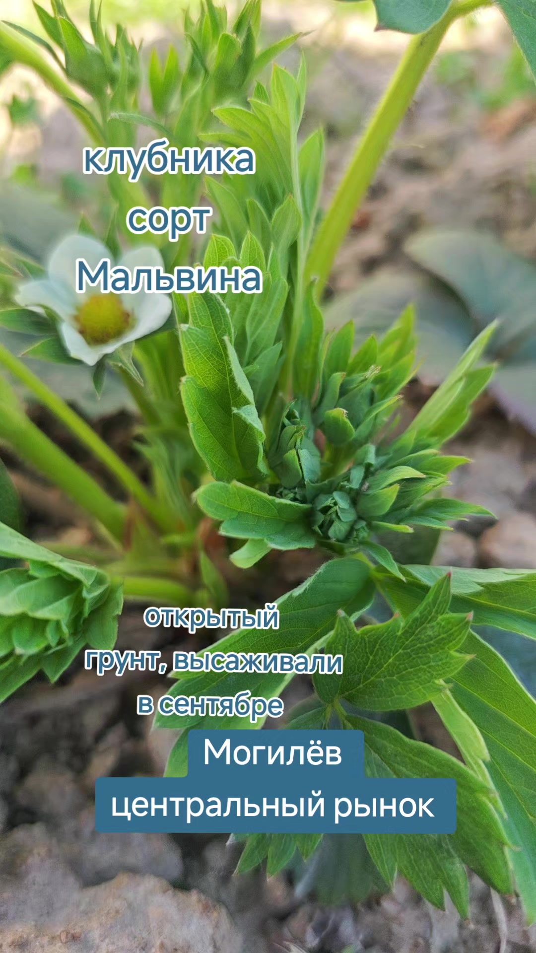 @Картофель Могилёв