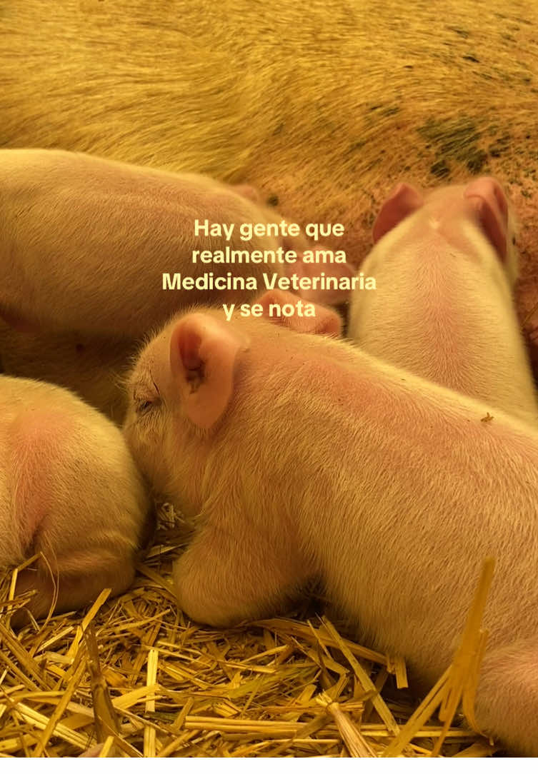 @ᴠᴀʟᴇʀɪᴀ | medvet ⚕