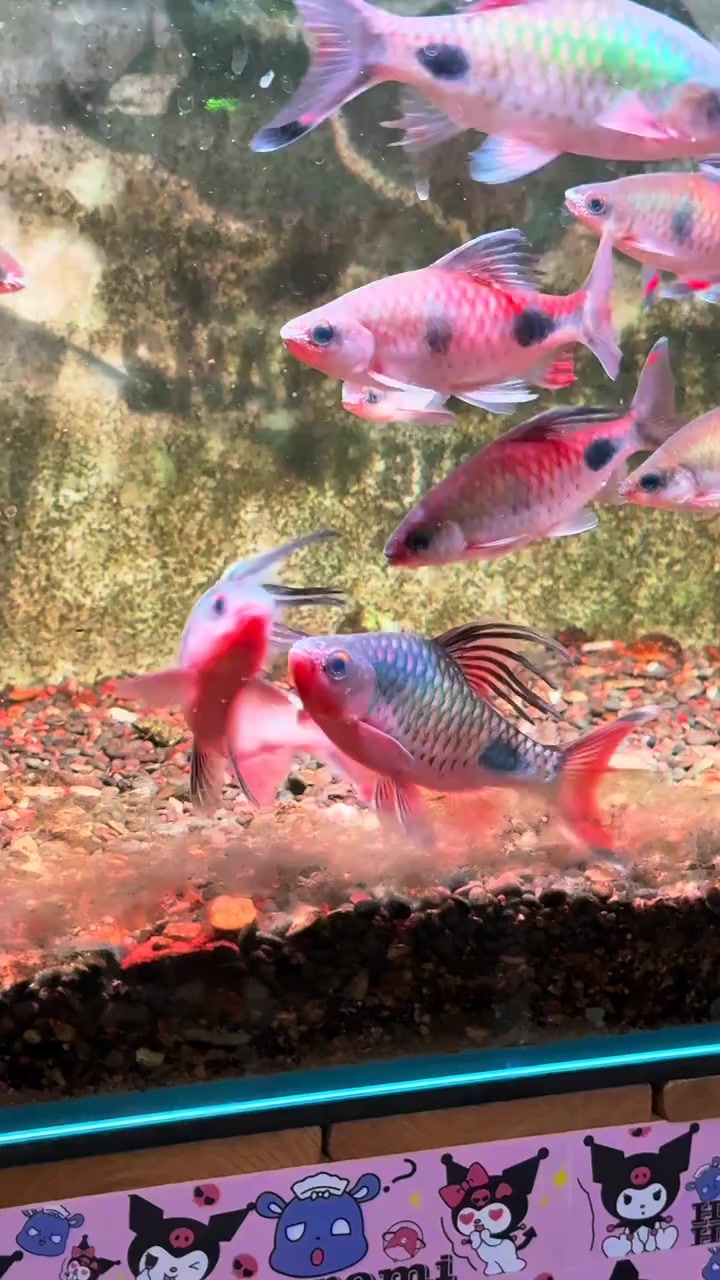 @Long chơi  hồng mi b&oacute;ng đ&ecirc;m 🦈