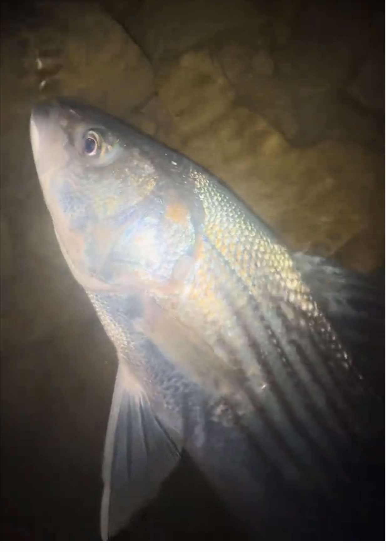 @FishGuy