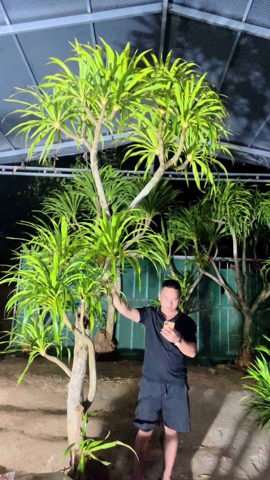 @Shop Cây Cảnh Hương Nguyễn