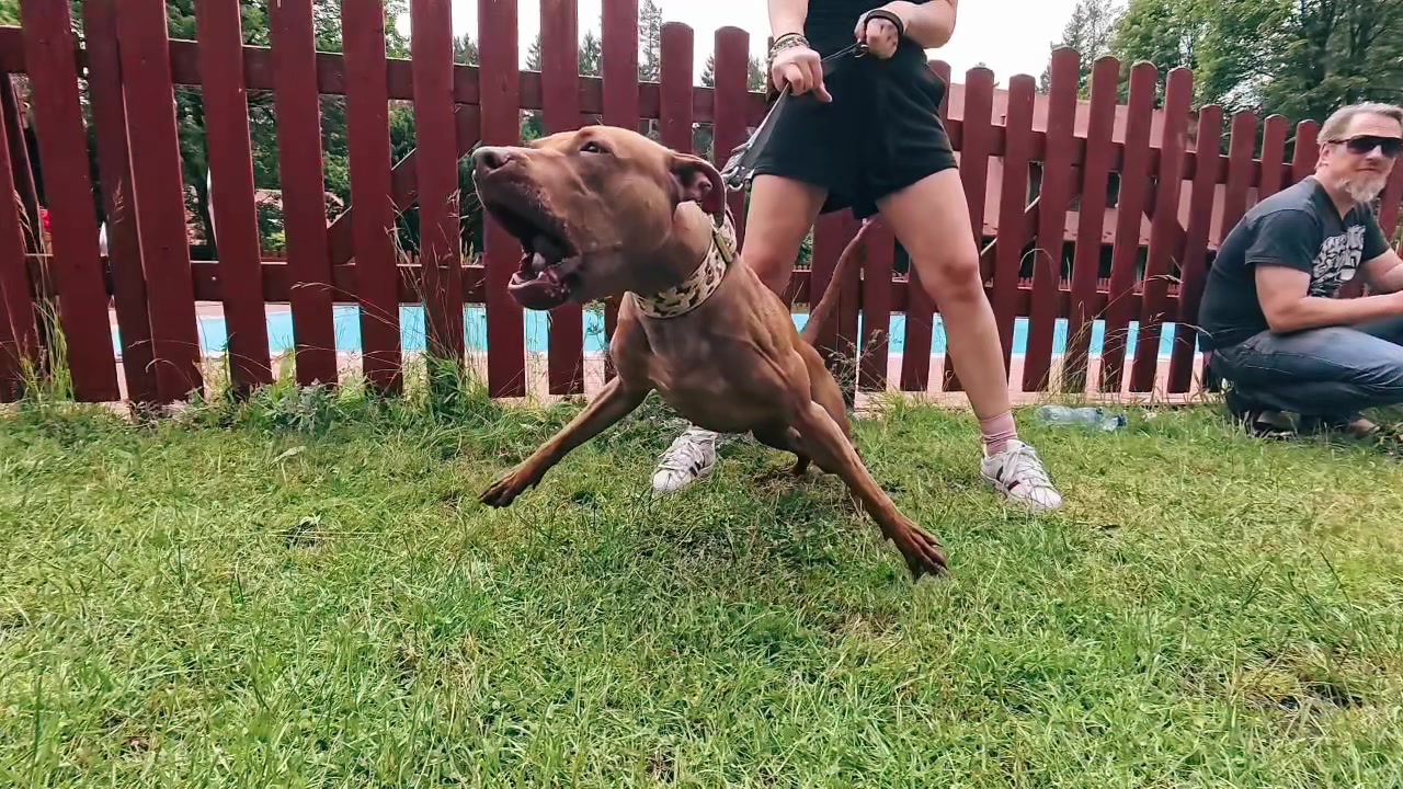 @Doti_Tora_Pitbulls