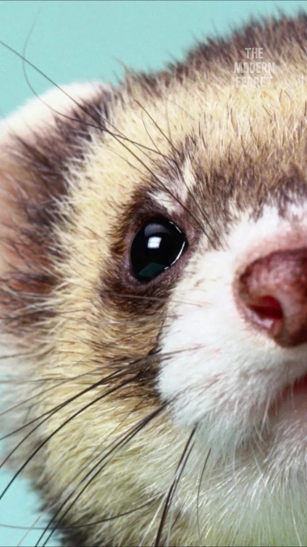 @Mr. Moose the Famous Ferret